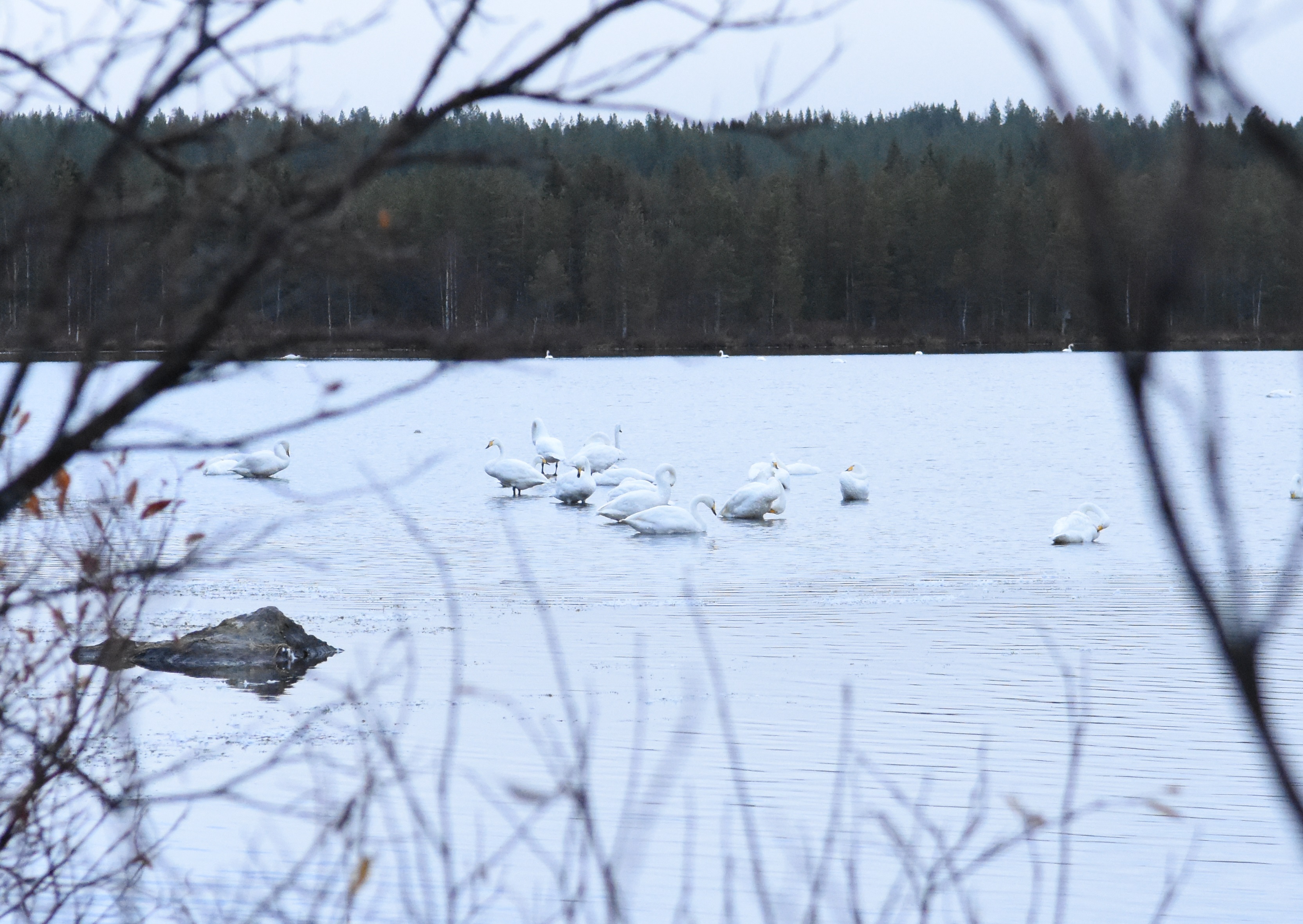 Laulujoutsen kävi sukupuuton partaalla.