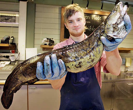 Kalakauppias Atri Kouri ja reilun kolmen kilon painoinen made. Mateen sesonki on parhaimmillaan Oulun korkeudella. Pohjoisemmilla vesillä se on myöhemmin.