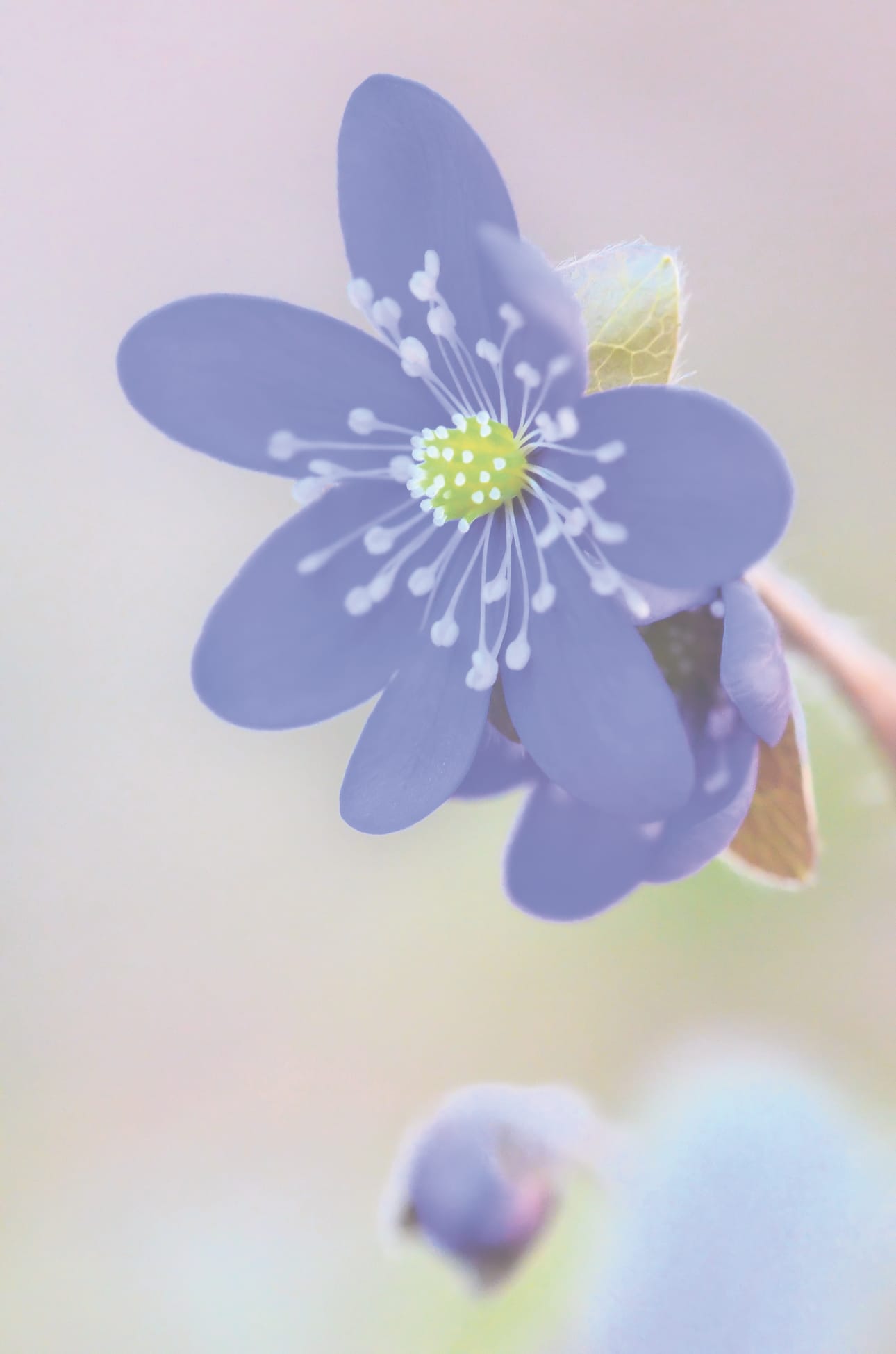 Arboretumin sinivuokko kukki 21. toukokuuta. – Viime vuonna se kukki kolme viikkoa aikaisemmin, Arimo Eklund kertoo.