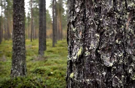 Neuvottelun tuloksena on selkeitä metsätalousalueita sekä uusia suojelualueita.