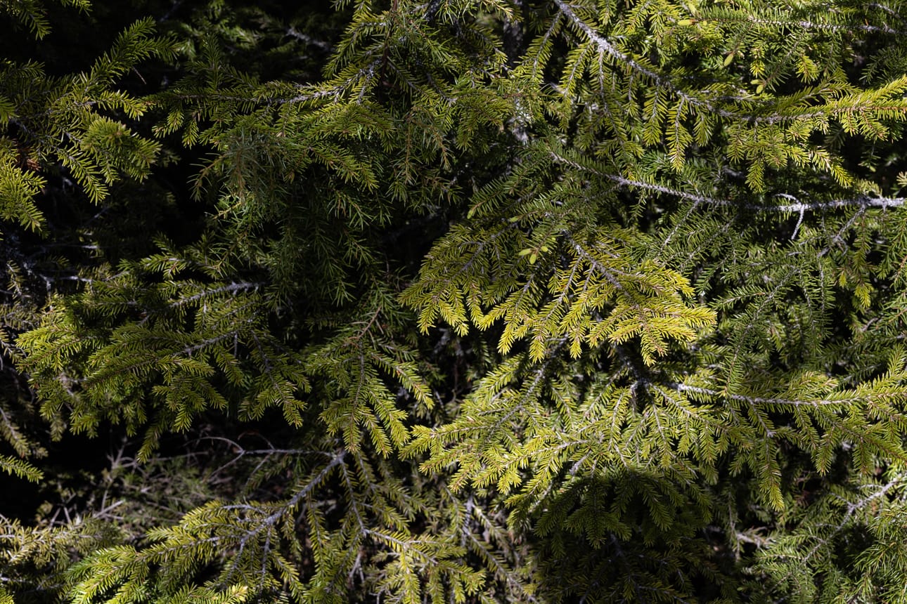 Rovaniemen kahdekasluokkalaiset saavat tällä viikolla tutustua metsäalan mahdollisuuksiin paikan päällä metsässä. Arkistokuva.