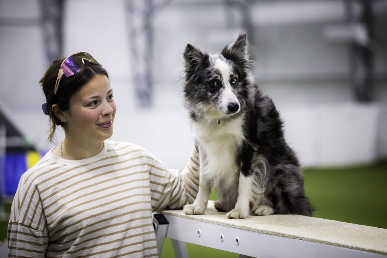 Mustasaarelainen agilityurheilija Emilia Lindström ja bordercollie Lix kuuluvat lajin kansainväliseen kärkeen. Lix on kilpaillut agilityn MM-kisoissa jo kolme kertaa.