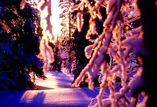 Päiväsydämen valoa. Joskus alhaalta paistavan auringon säteet pääsevät tunkeutumaan lumisen metsän hämärään. Varjojen leikki hangella on ainoa liike laajalla alueella.