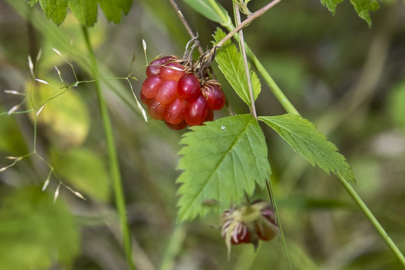 Mesimarja muistuttaa jonkin verran sukulaisiaan hillaa ja vadelmaa. Marja on poikkeuksellisen aromikas, ja siksi sitä pidetään korkeassa arvossa.