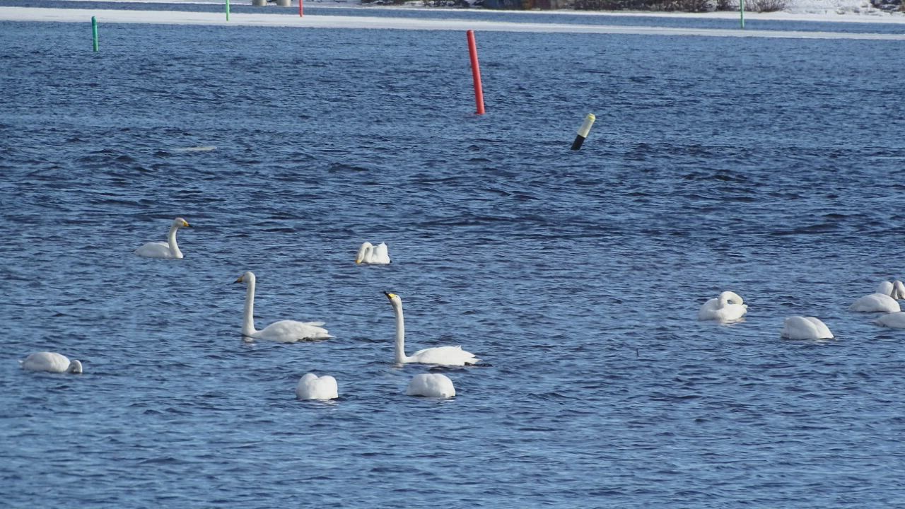 Joutsenet Rommakonselällä