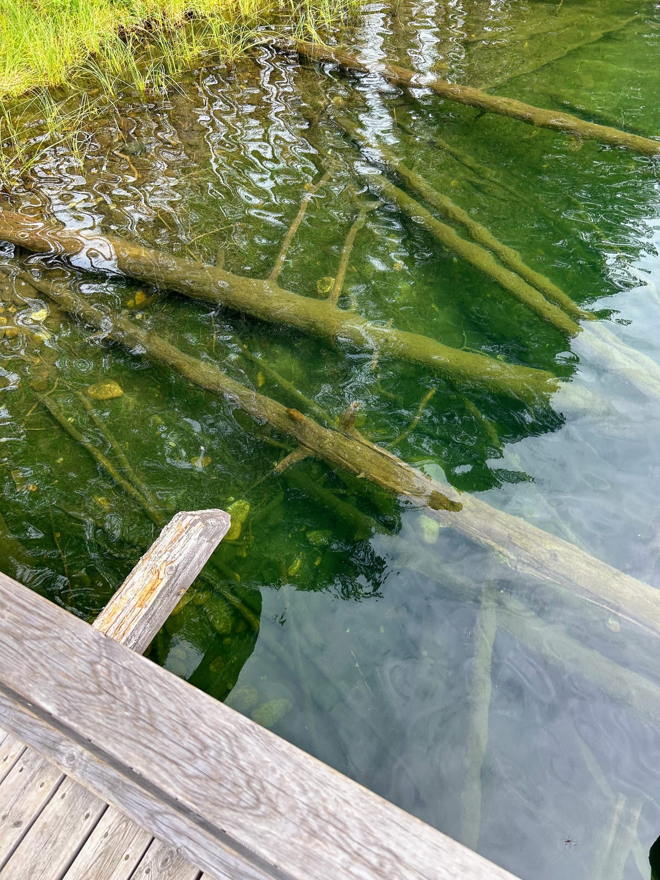 Matkan varrella voi yrittää seurata Soiperoisen pohjassa näkyvien uppotukkien suojissa elävien ahventen touhuja. Tällä reissulla kaloja ei näkynyt.