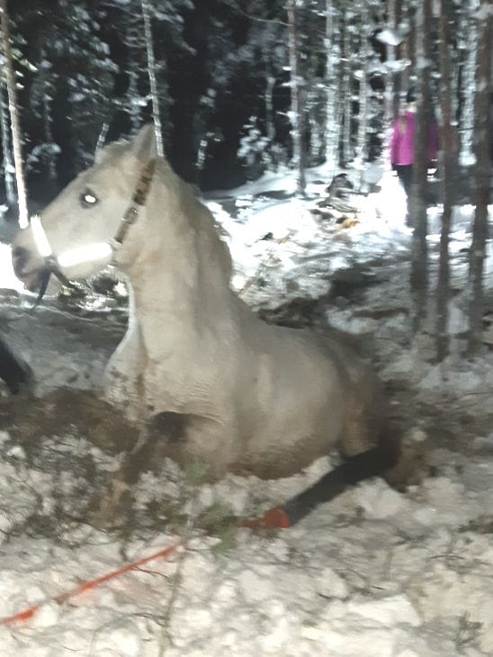 Operaatio oli uuvuttava sekä hevoselle että pelastuslaitokselle. Onnettomuudella oli kuitenkin onnellinen loppu.