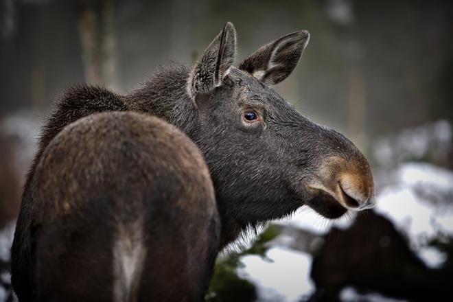 Hirvet pysyttelevät paksun lumen aikaan pienemmällä alueella. KUVA: TOMI KOSONEN