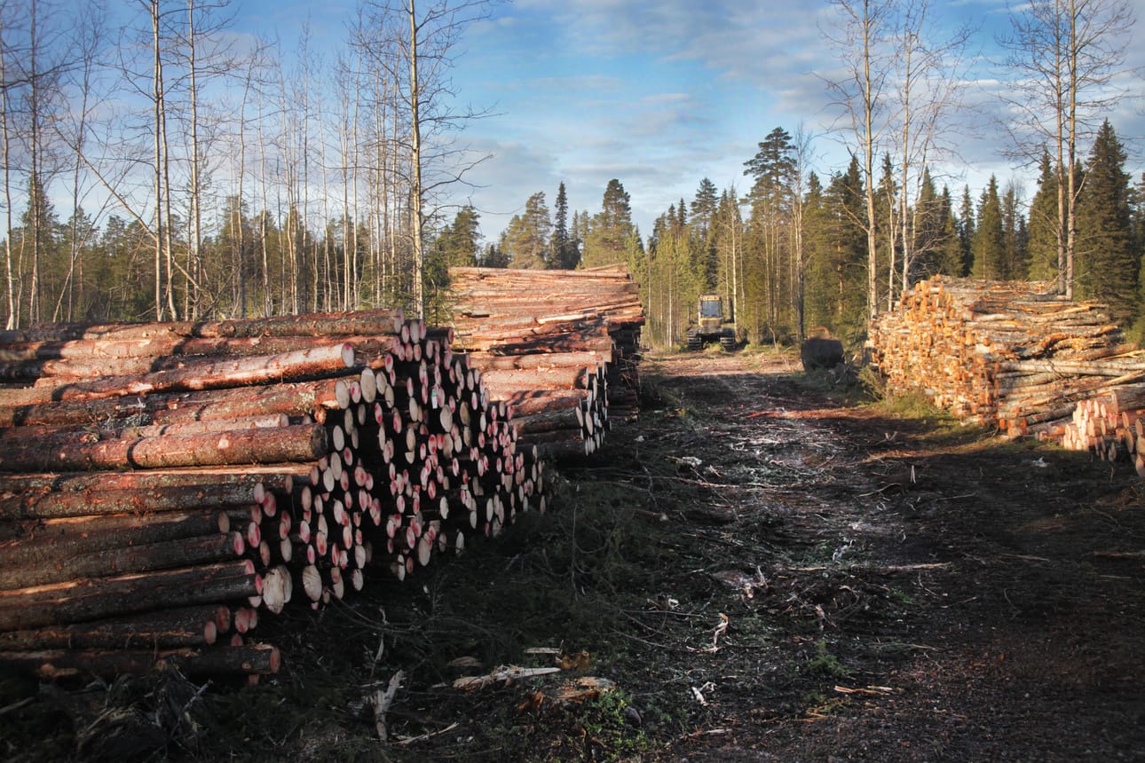 Puuta on jäänyt kelirikon takia metsään. Arkistokuva.