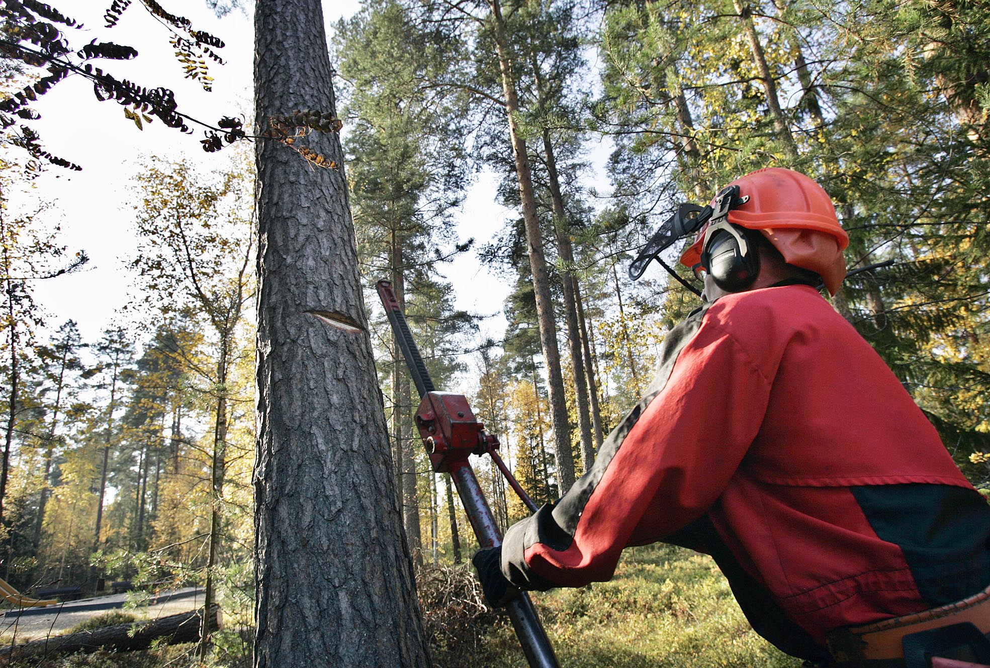 Selvitys: Suomeen tarvitaan lisää ulkomaalaisia metsätöihin – työvoimaa haetaan jo Kaukoidästä asti