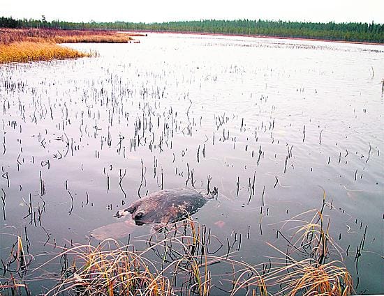 Kuvan majava ei liity tapaukseen.