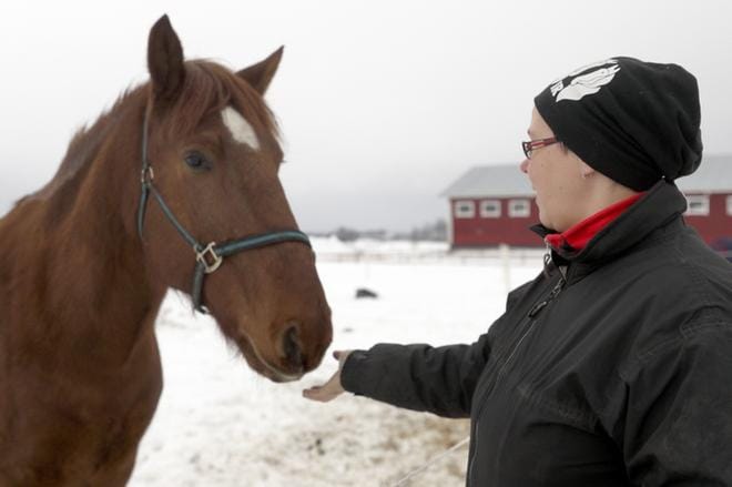 Härmän Kiito on ratsuhevonen ja hevoskaksikosta epäluuloisempi. Yöllä suomenhevonen oli satuloitu ja sillä oli ratsastettu maneesissa. Kuvassa Kiito tervehtii tallinomistaja Marita Ollilaa. Ollila on helpottunut, ettei hevosille eikä luvattomille ratsastajille käynyt kuinkaan. KUVA: HEIKKI HAKANEN