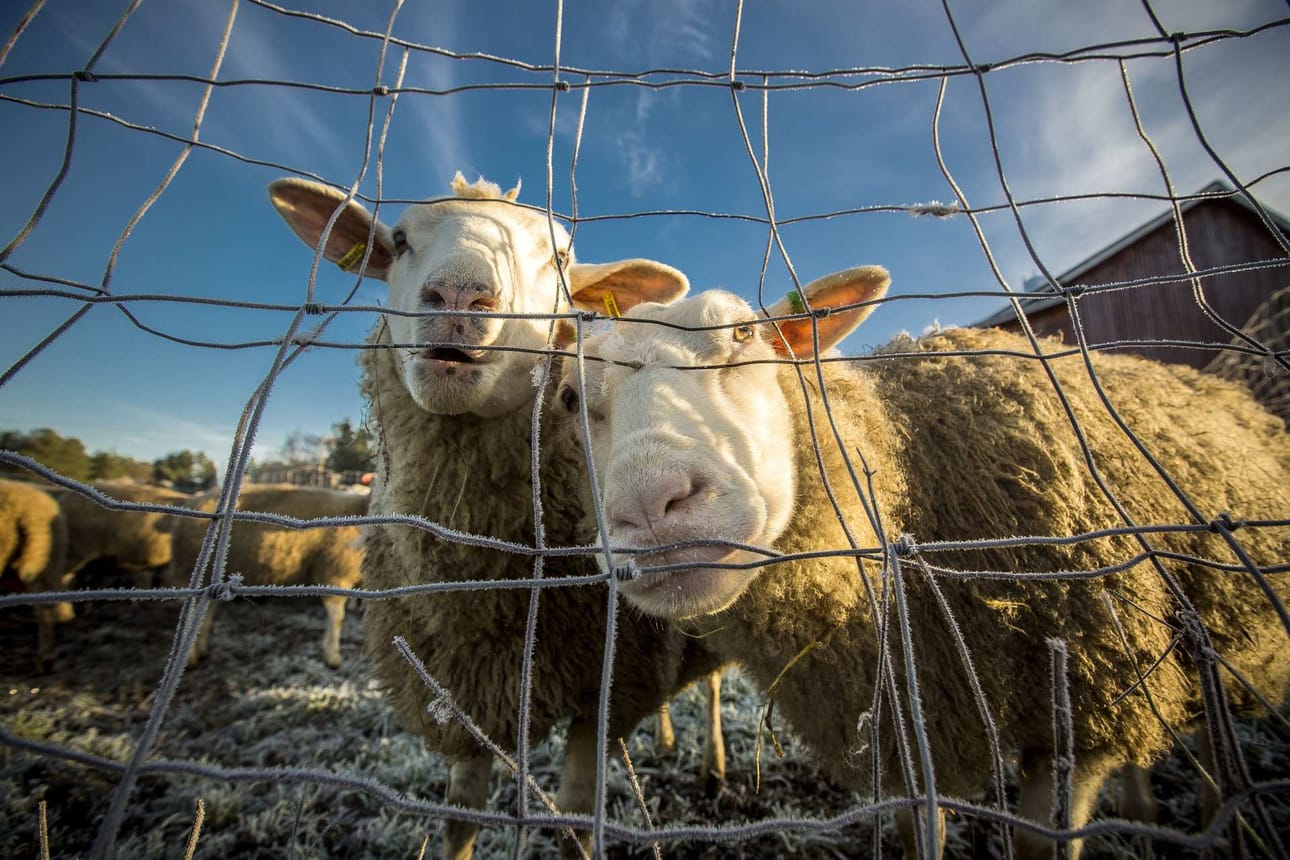 Lampaat jouduttiin ottamaan laitumelta sisätiloihin noin kuukautta aikaisemmin kuin normaalikesinä. Se on tuntunut sekä työn määrässä että rehun menekissä. Pihatarhan aidanrakosesta tohtii sentään vielä kurkistella.