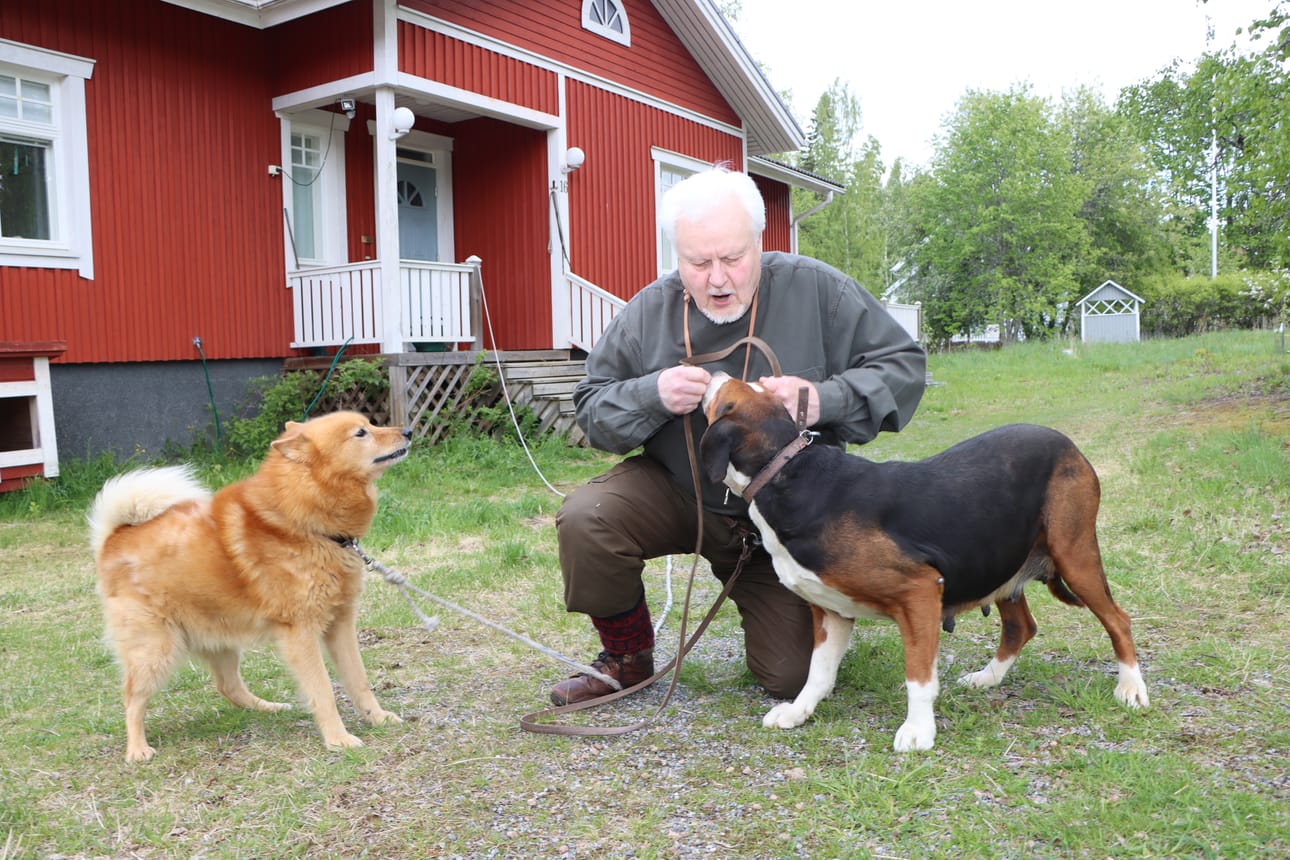 Suomenpystykorva Rokka ja suomenajokoira Altto ovat kuin perheenjäseniä Matti Envallille.