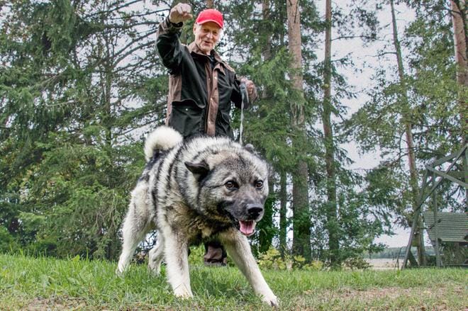 Vajaa vuosi sitten susi hyökkäsi Eero Hemmingin omistaman harmaa norjanhirvikoira Sulon kimppuun Ilmajoella, kun Hemminki oli harjoituttamassa sitä tulevaan jahtikauteen. Koira selvisi raatelusta ja osallistuu hirvihommiin tänä syksynä. KUVA: JORMA HAVULA
