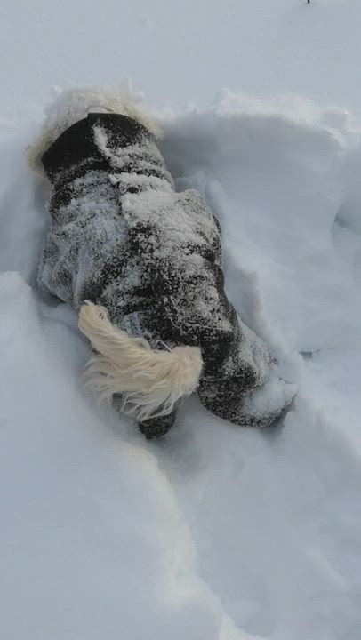 Tästä on pupu mennyt,  hyvät on tuoksut