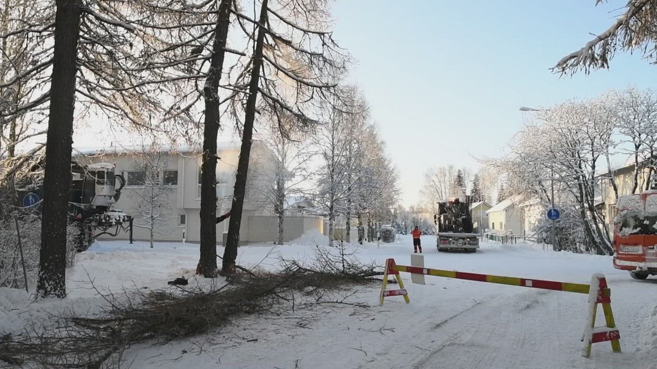 Vienantien lahot puut kaadettiin - tien kapenevassa osassa oleva puu jätettiin yhä pystyyn
