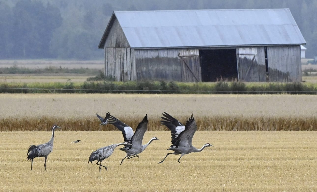 Birdlife järjestää koko Euroopan ja Keski-Aasian kattavan Eurobirdwatch-tapahtuman. LEHTIKUVA / JUSSI NUKARI