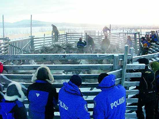 Muonion poliisi tuli paikalle turvaamaan yleistä turvallisuutta.