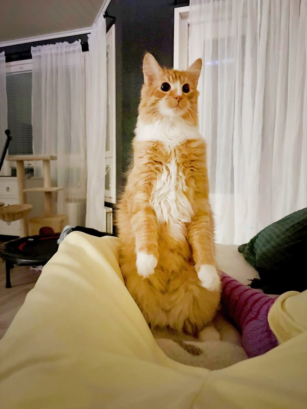 Kymmenen kuukauden ikäisen Raita-kissa tarkkana. Kiitos kuvasta Marjo Yli-Mannila. Lähetä sinäkin lemmikkisi kuva pienen taustatiedon kera joko sovelluksemme kautta tai osoitteeseen toimitus@jarviseutu-lehti.fi.