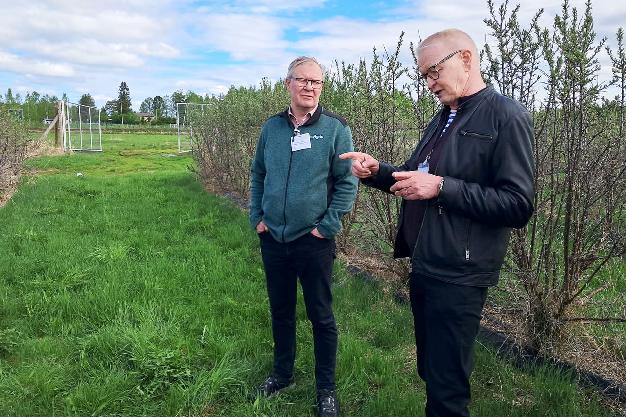 ProAgrian Pohjois-Suomen johtaja Vesa Nuolioja ja Aromtechin ostopäällikkö Kari Pihlajamaa Louella tyrnipellolla. Pihlajamaa näyttää, minkä mittaisina oksina tyrni poimitaan.