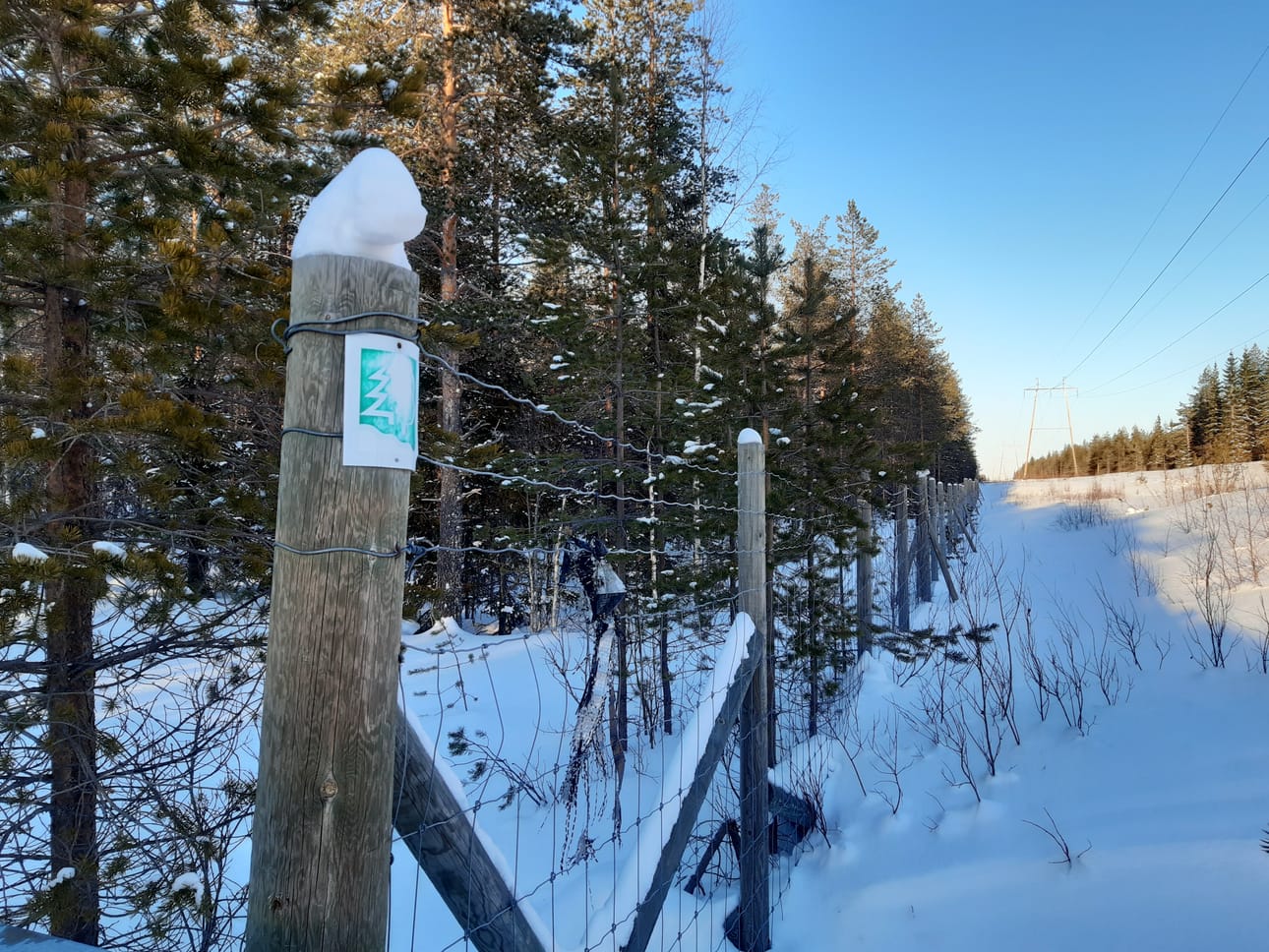 Kainuussa metsäpeurat ja porot pitää erillään noin 90 kilometriä pitkä peura-aita Kuhmon ja Suomussalmen rajalla.