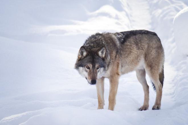 Tänä vuonna susien ulostenäytteitä kerätään myös Etelä-Pohjanmaalla Pohjois-Pohjanmaan, Lounais-Suomen, Kainuun, Pohjois-Karjalan ja Pohjois-Savon lisäksi. KUVA: Jussi Leinonen / Arkisto