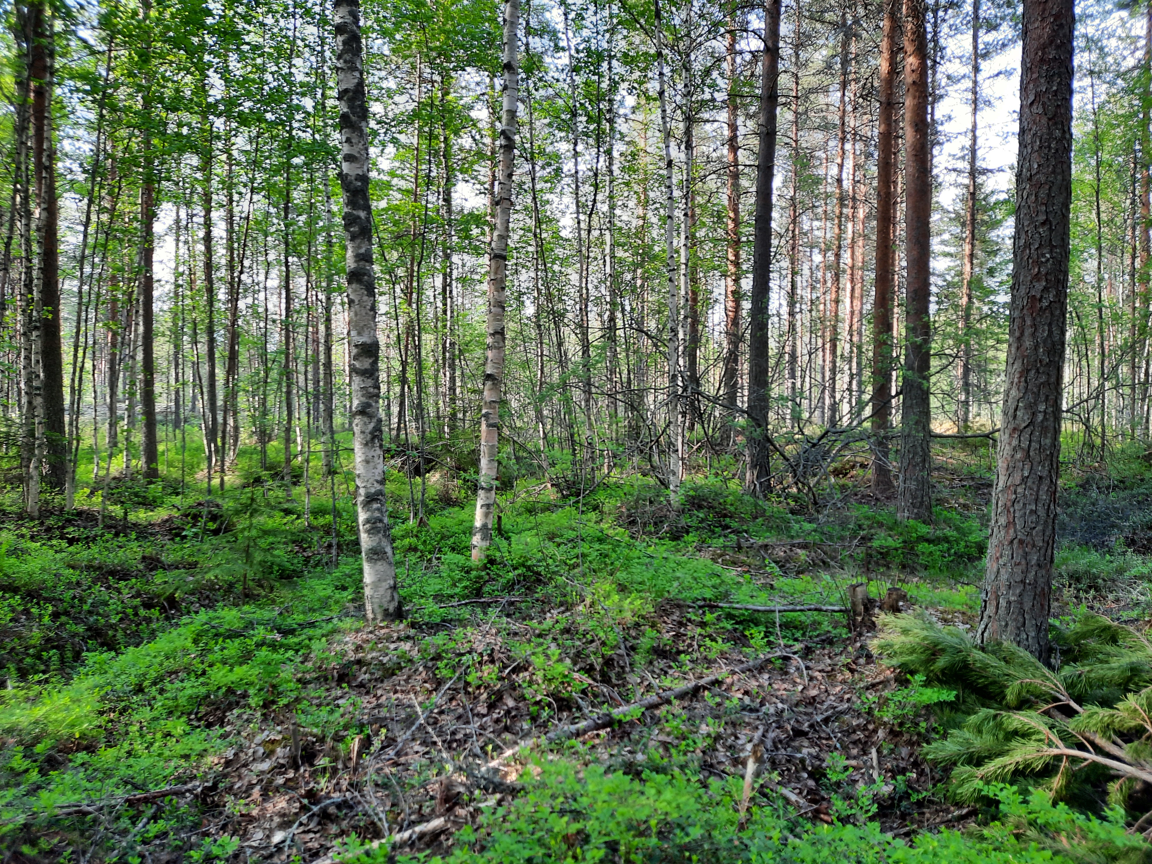 Metsänhoitotöihin varattuja tukia uhkaa jäädä käyttämättä miljoonia euroja, metsänomistajien kiinnostus suojeluun on kasvanut