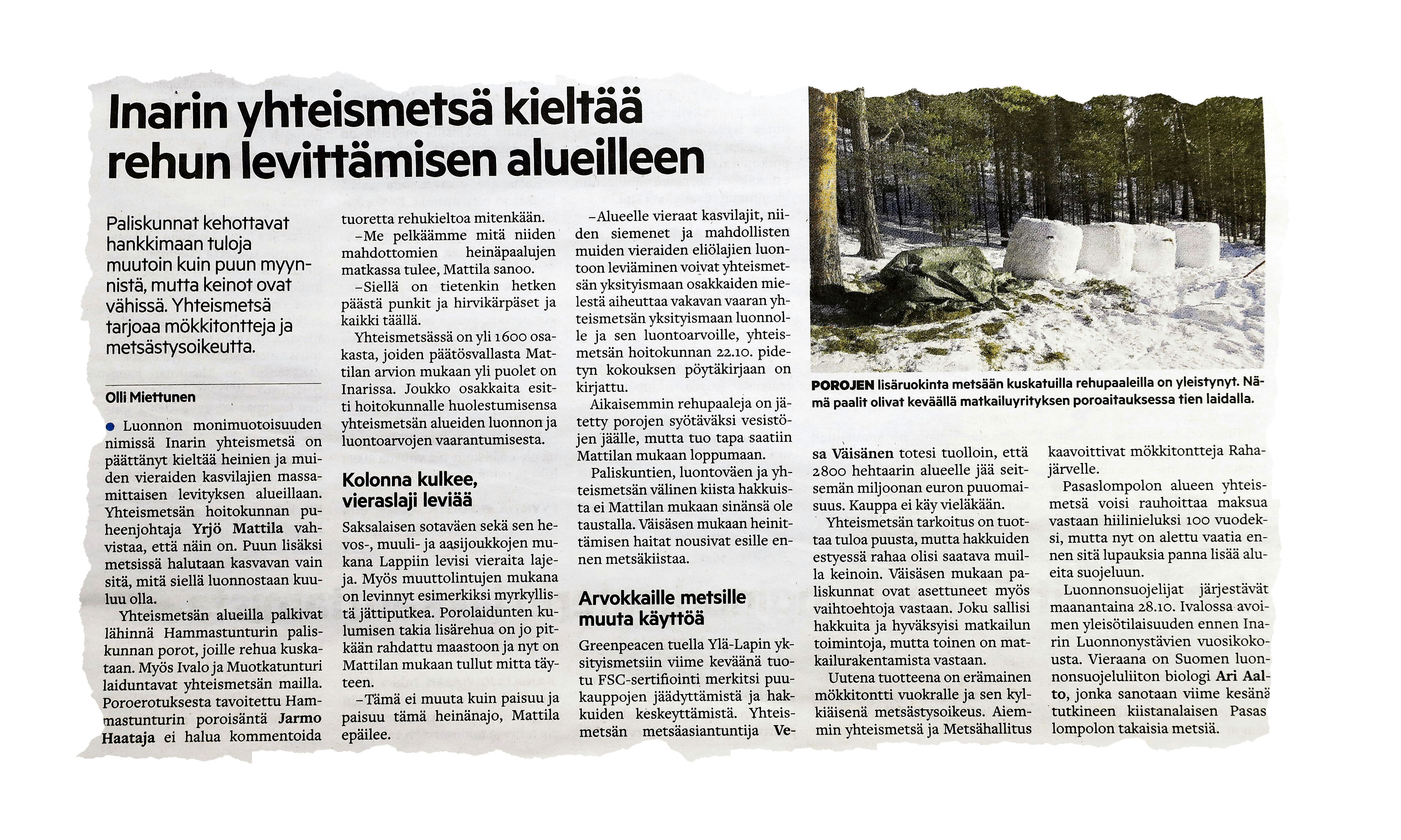 Poronruokinnasta ei saa jäädä jälkiä maastoon – Maanomistaja voi kieltää ruokinnan, jos ruokaa viedään isoille poromäärille säännöllisesti ja jatkuvasti