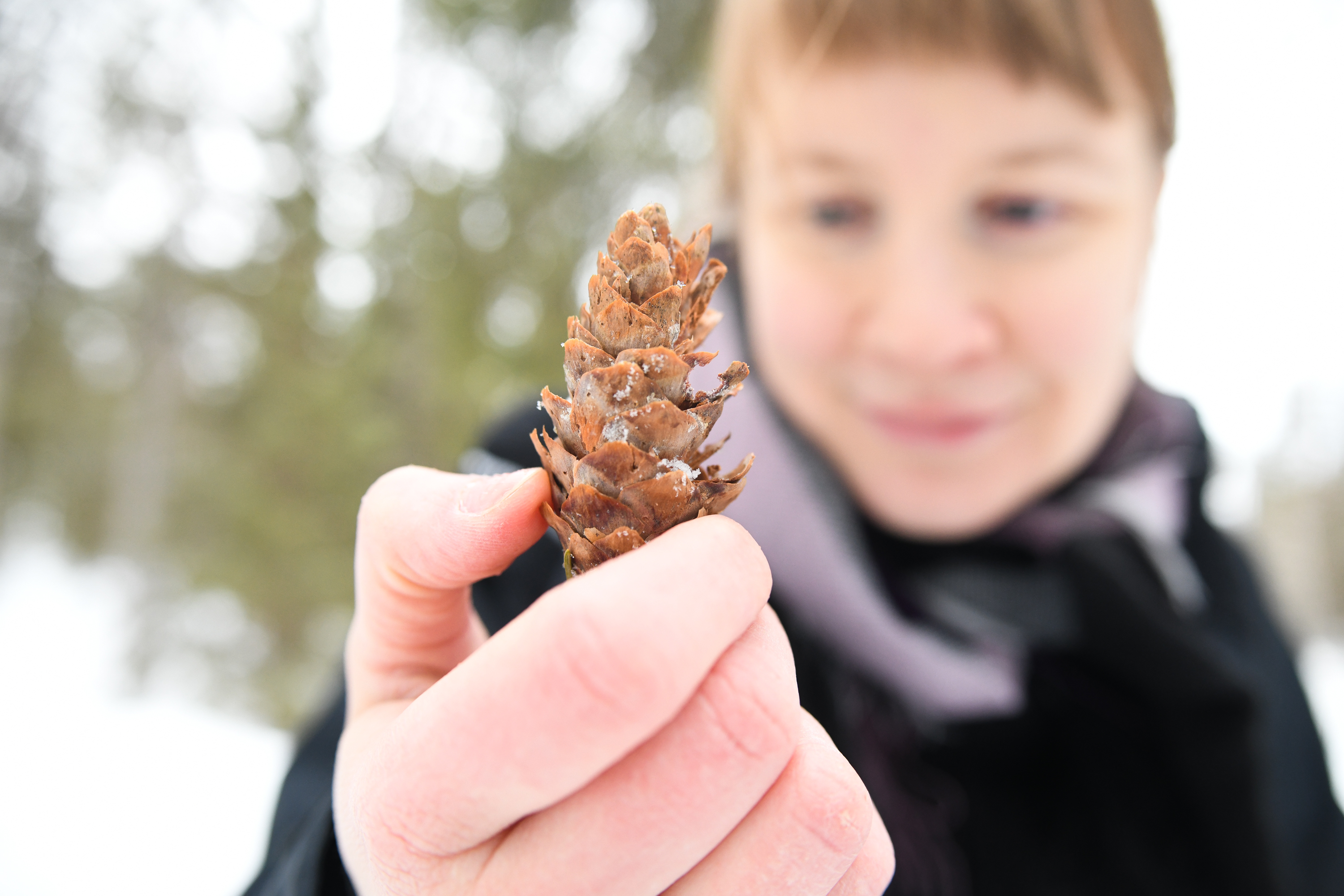 Emmi Virsula Metsähallitukselta näyttää alkukevään hangelta löytynyttä, oravan syömää käpyä.