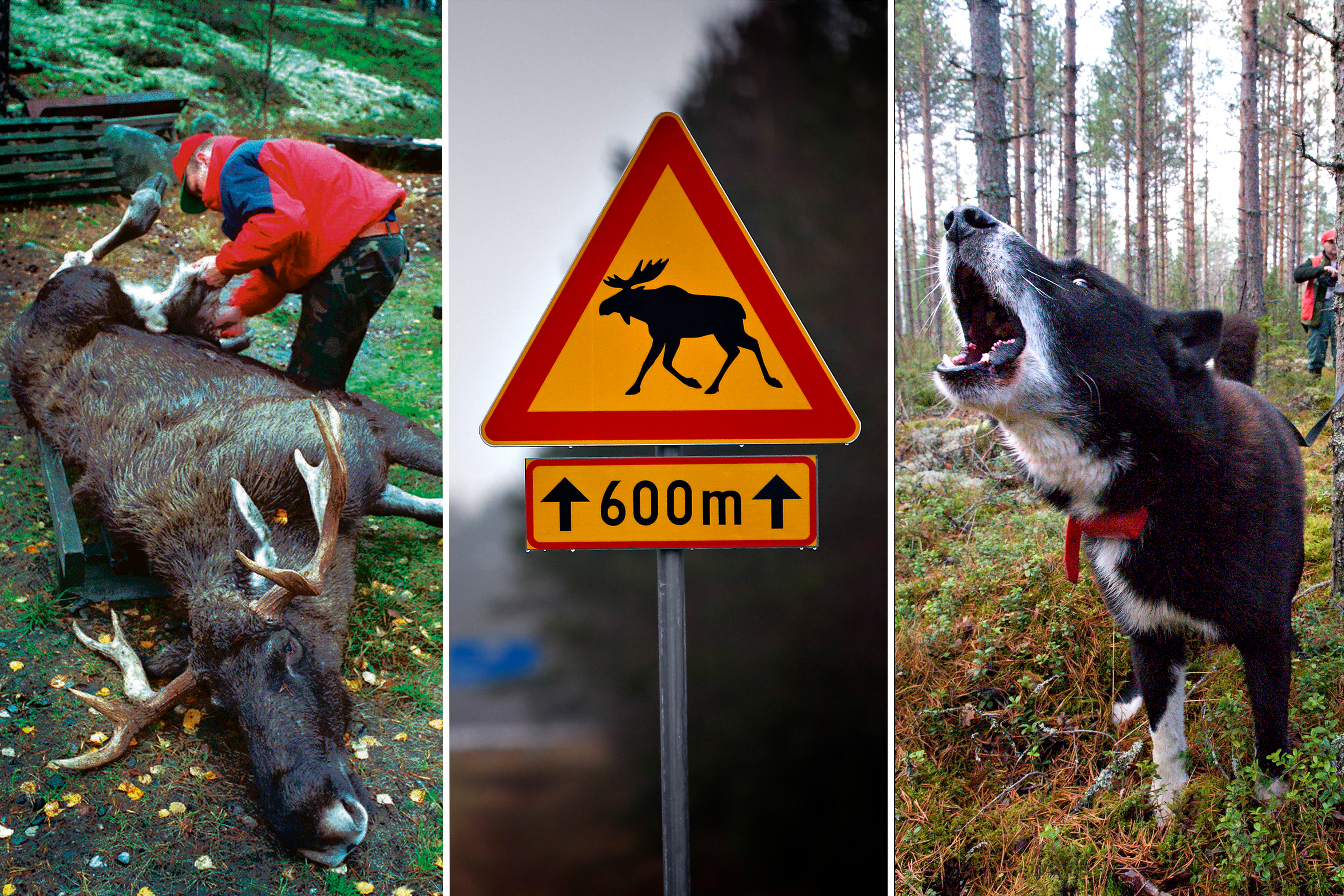 Alajärvellä selkeää kasvua hirvenkaatoluvissa, metsästystä suunnataan tietyille alueille
