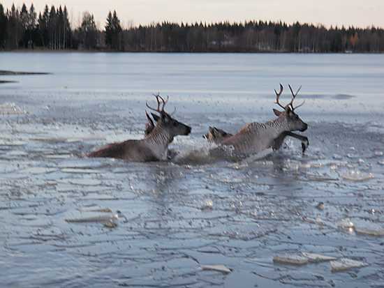 Palokunta pelasti metsäpeuroja jäiden seasta Pyhäjärvellä.