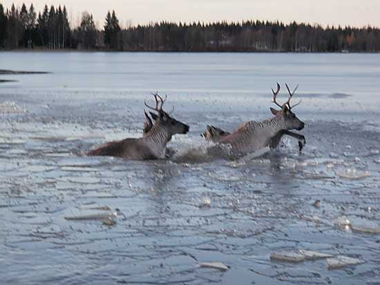 Palokunta pelasti metsäpeuroja jäiden seasta Pyhäjärvellä.