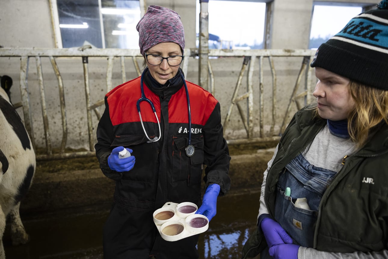 Eläinlääkäri Riikka Kyöstilä (vas.) tutkii lettupannua, johon hän on lypsänyt maitonäytteet. Tutkimuksessa käytetään väriainetta, joka värjää tulehdukseen viittaavia soluja.