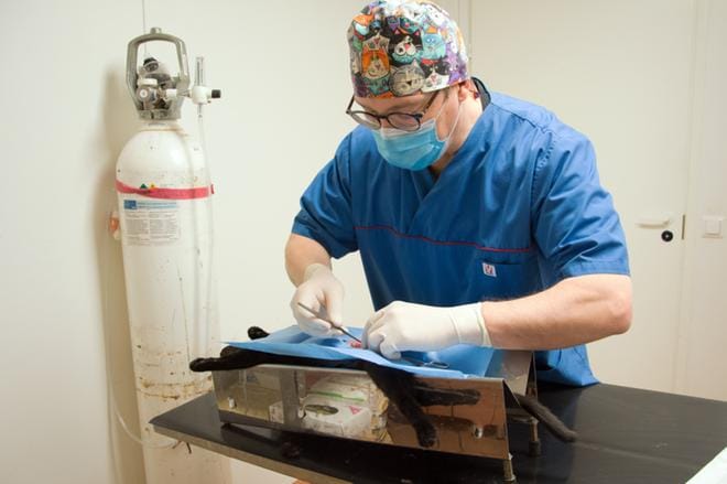 Kuusiokuntien asukkaat ovat Alavuden kaupungineläinlääkäri Pasi Nurmen mukaan ymmärtäväisiä, vaikka työntekijäpulan takia kiireettömät tapaukset joutuvat väistymään kiireellisten tieltä ja aikataulut venyvät. KUVA: KAROLIINA SYRJÄ