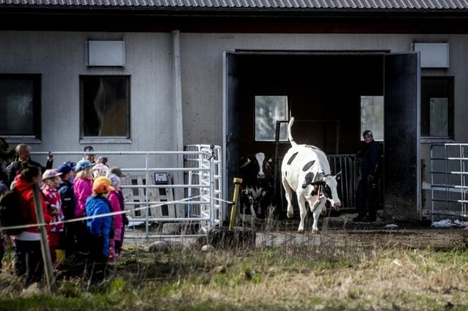 Karin tilalla Lehtimäellä laskettiin lehmät laitumelle. Menoa olivat seuraamassa steinerpäiväkoti Pajulinnun lapset Seinäjoelta.KUVAT: JAAKKO ELENIUS