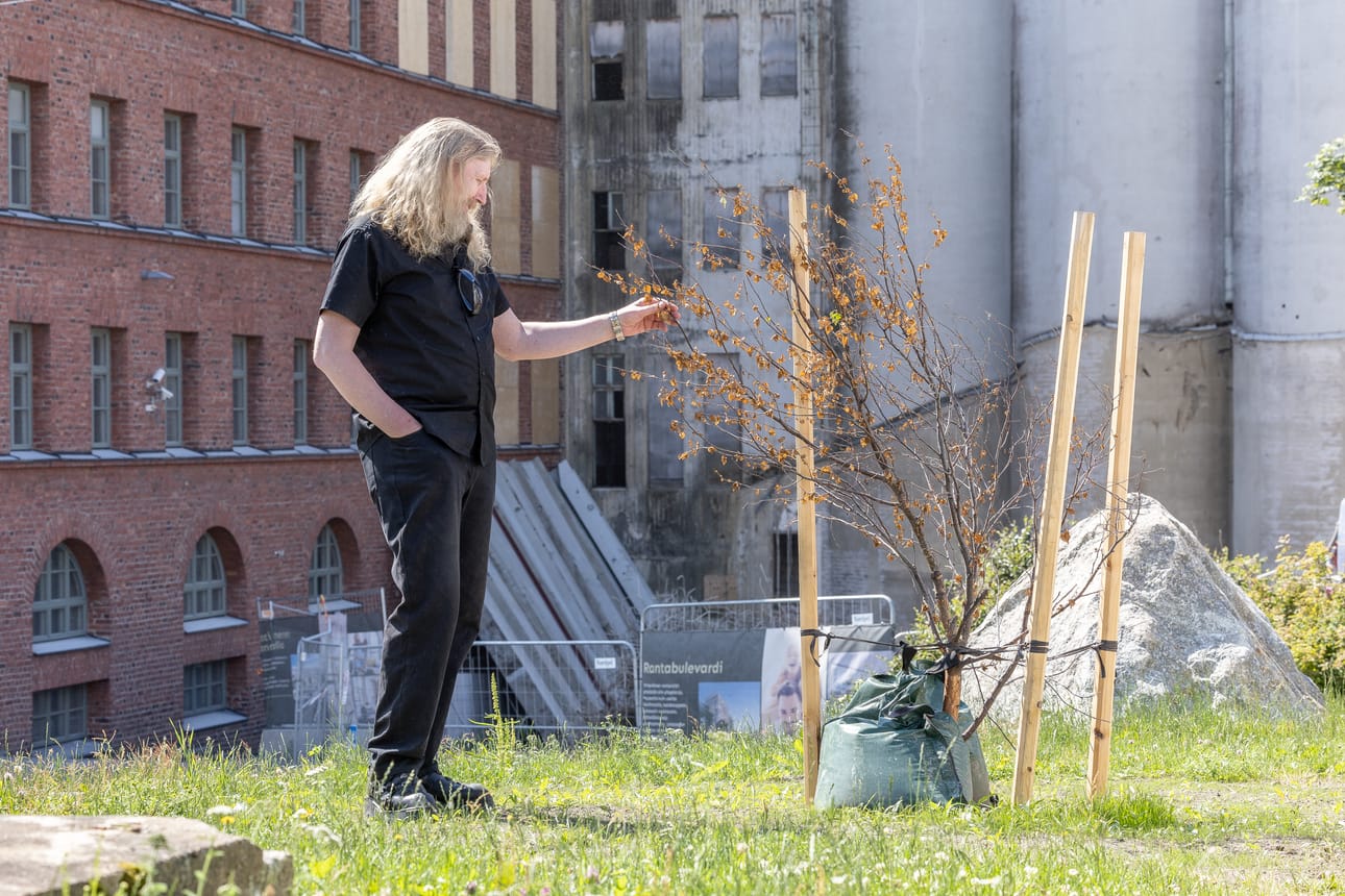 Koivun pelastaminen oli tärkeää Vaasan museoiden näyttelymestarille Björn Warghille.