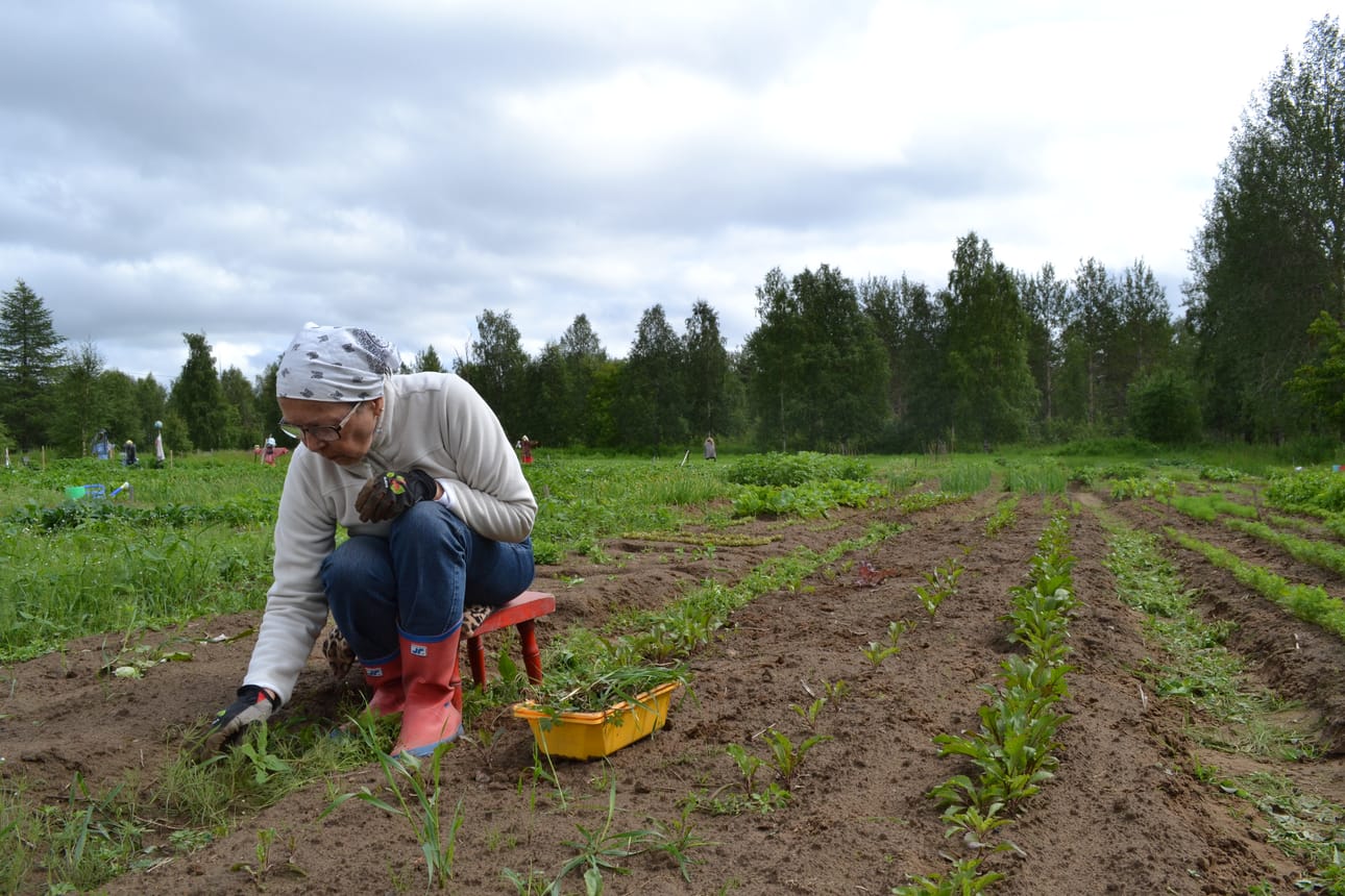Pirkko Väätäinen hoitaa palstaansa jo viidettä vuotta. – Palstan hoidossa saa nähdä kättensä jäljen, Väätäinen tuumaa.