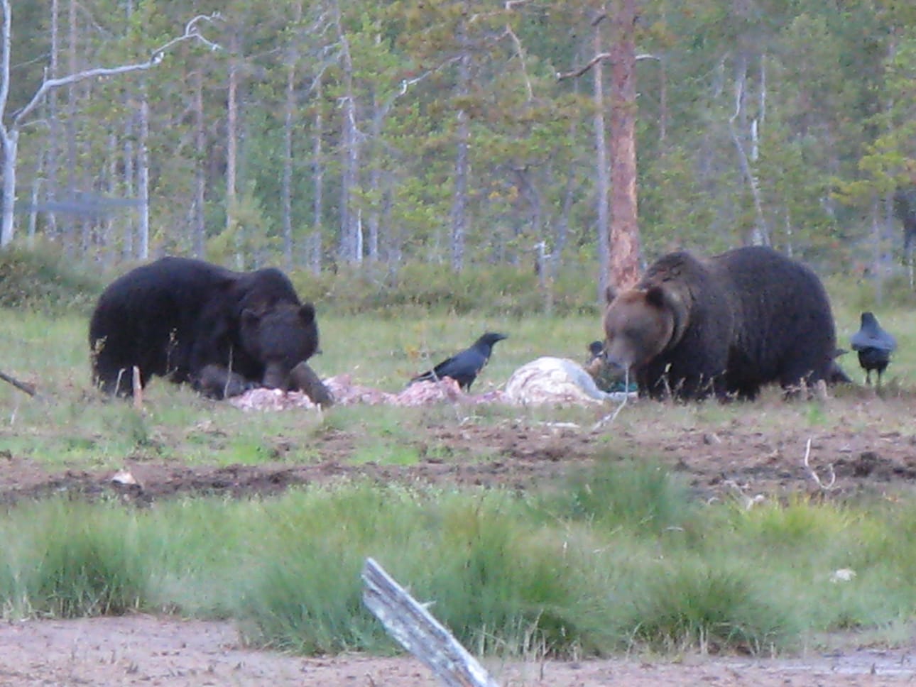 Karhu ei ole enää uhanalainen laji, vaan silmälläpidettävä.