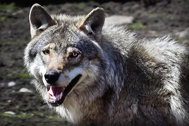 Mustasaari on päättänyt, että lapsia ei päästetä metsään alueilla, joissa on tehty susihavaintoja. KUVITUSKUVA: JOUKO HÄNNINEN