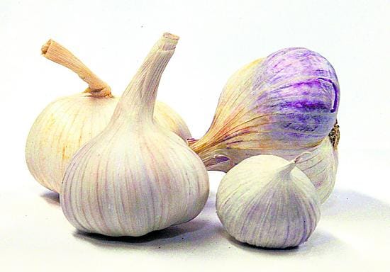 Italialainen luomu (vas.), kiinalainen kuivattu, ranskalainen tuoreja kiinalainen yksikyntinen valkosipuli.