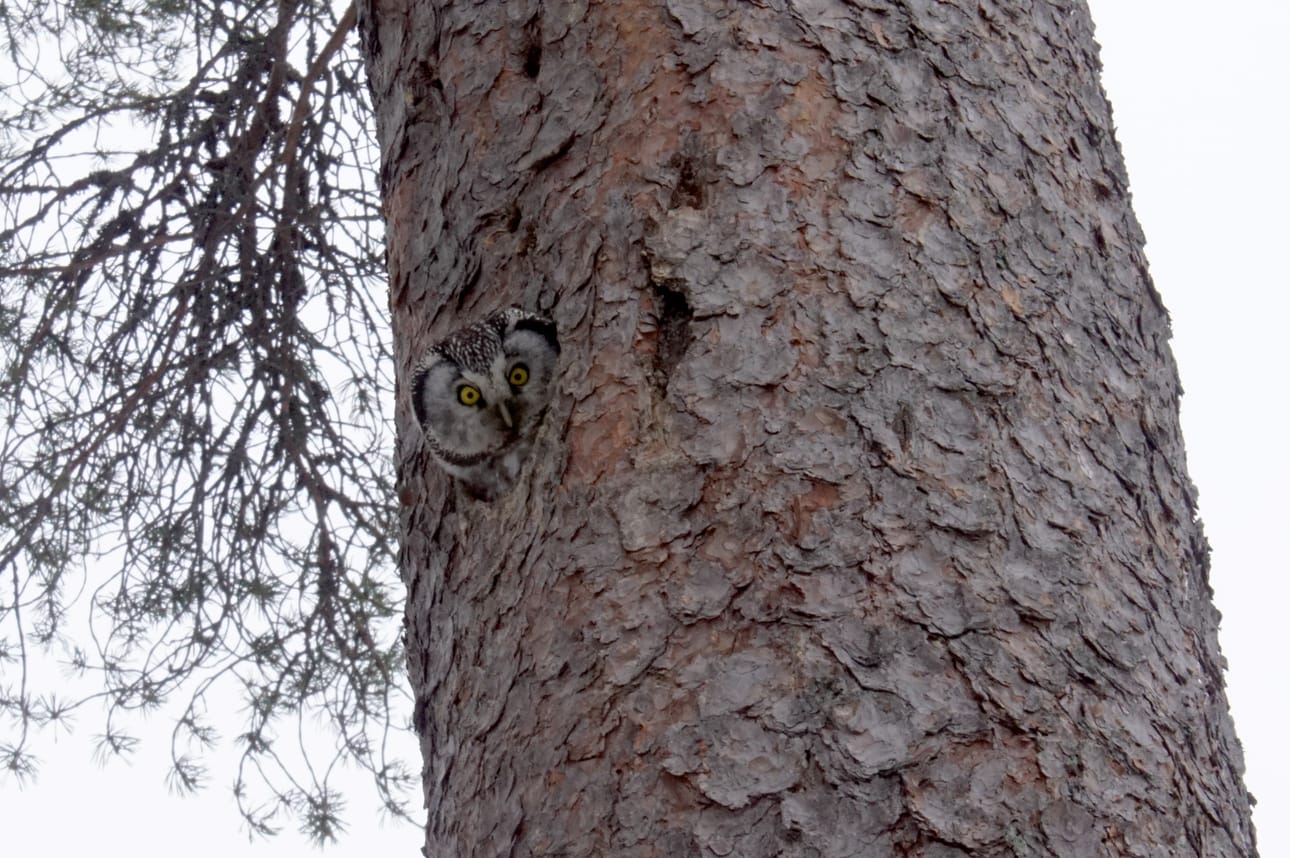 Helmipöllönaaras on jo asettunut hautomaan kun valtaosa muuttolinnuista on vasta matkalla pesimalueilleen.