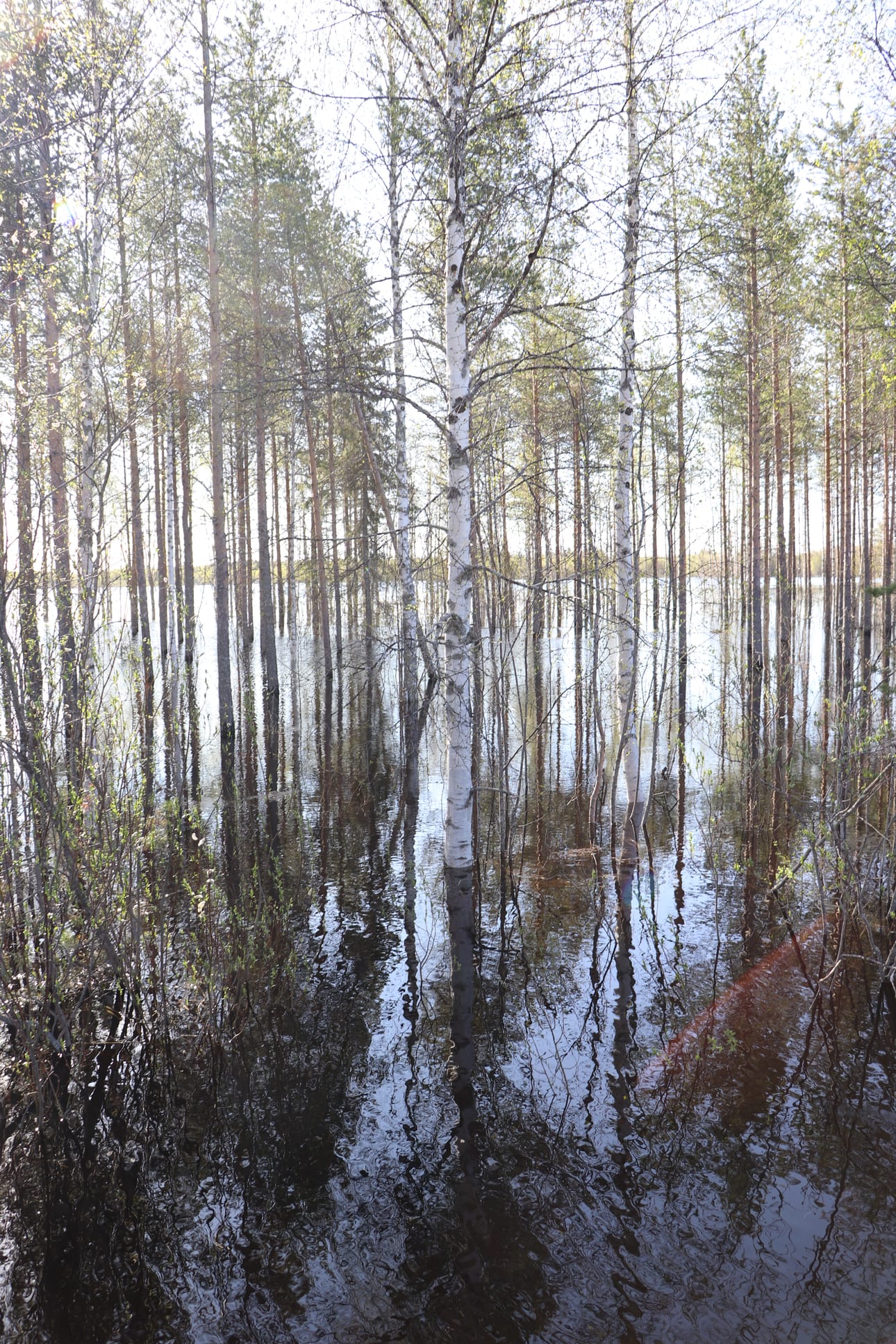 Petäjäkankaantien varresta Kollajalta. Kuva perjantailta.