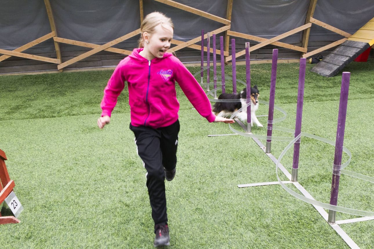 Oona-koiralla käytetään pujotteluharjoituksissa apukaaria.