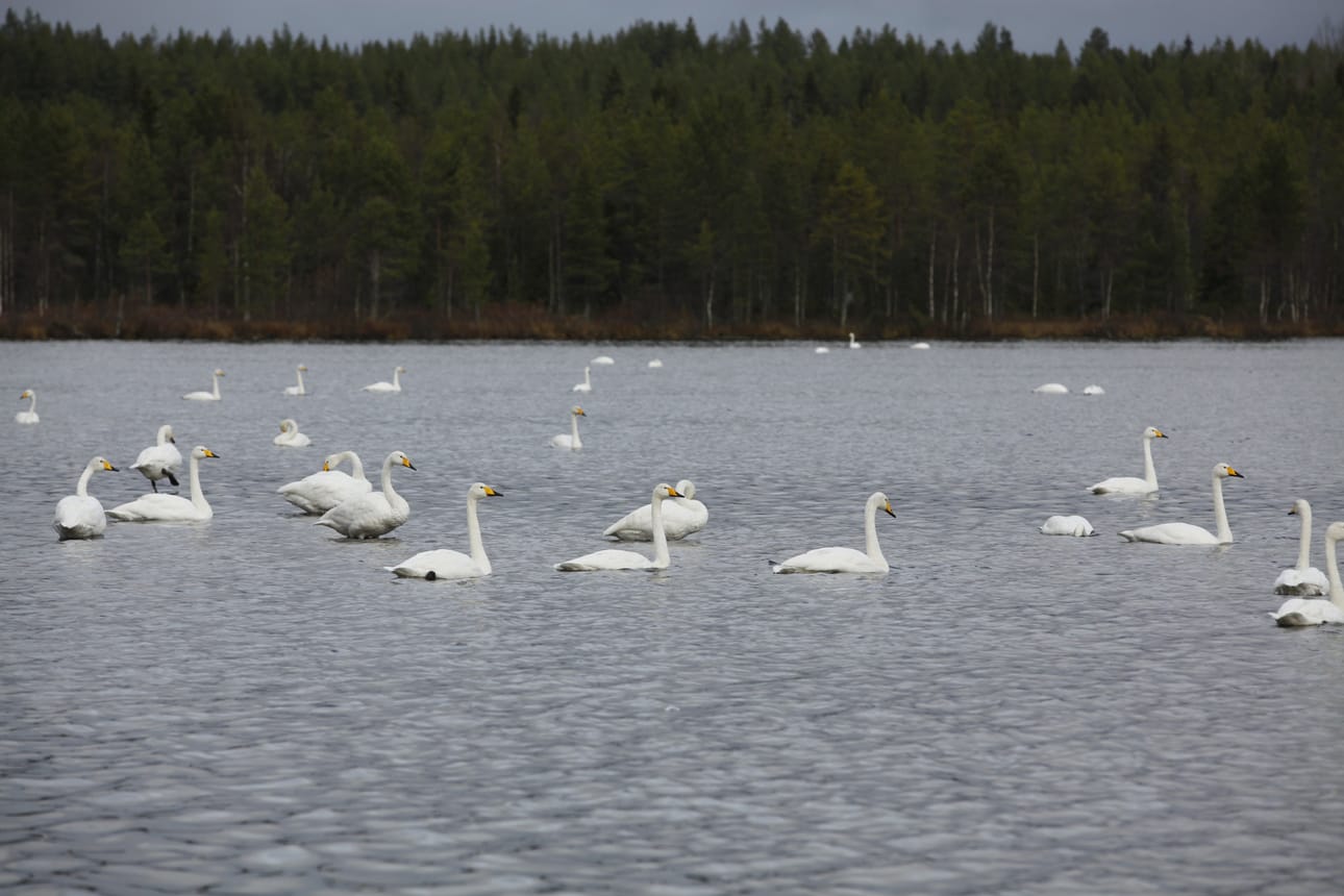 Laulujoutsenia on Suomessa vielä runsaasti,