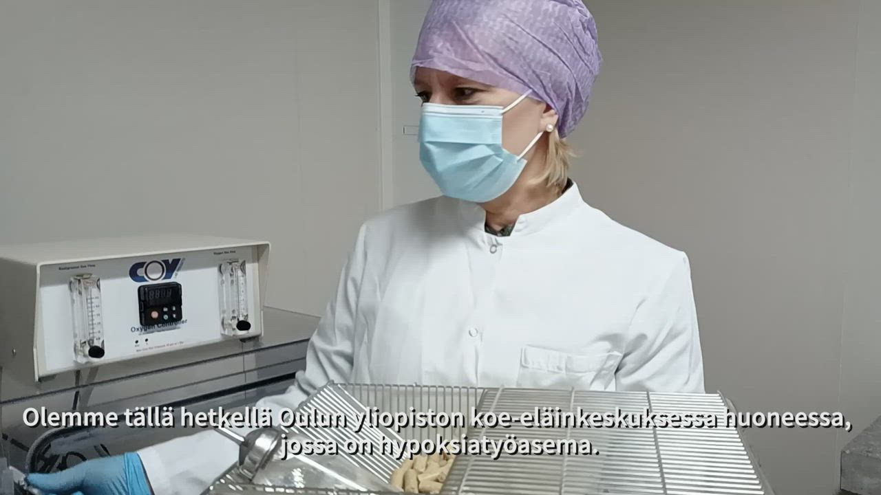 Oulun yliopiston professori Peppi Karppinen kertoo hapenpuutteen vaikutuksesta hiirten painoon