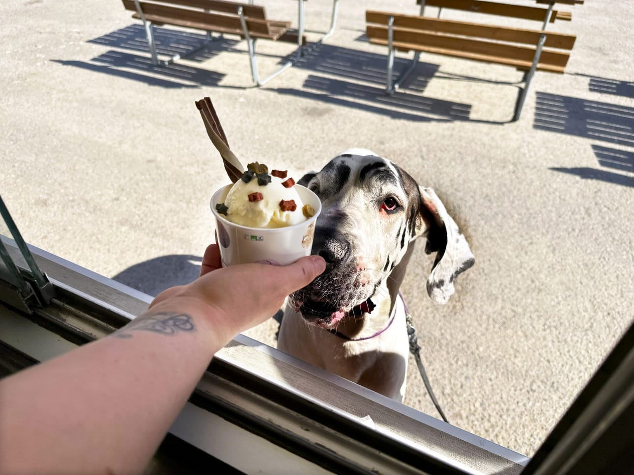 Jos Huugo osaisi lukea, hän olisi valinnut jäätelölistalta koirille suunnatun puppekupin.