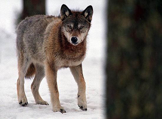 Susia nähtiin alueella usein ja niiden kerrottiin käyttäytyneen poikkeuksellisen kesysti.