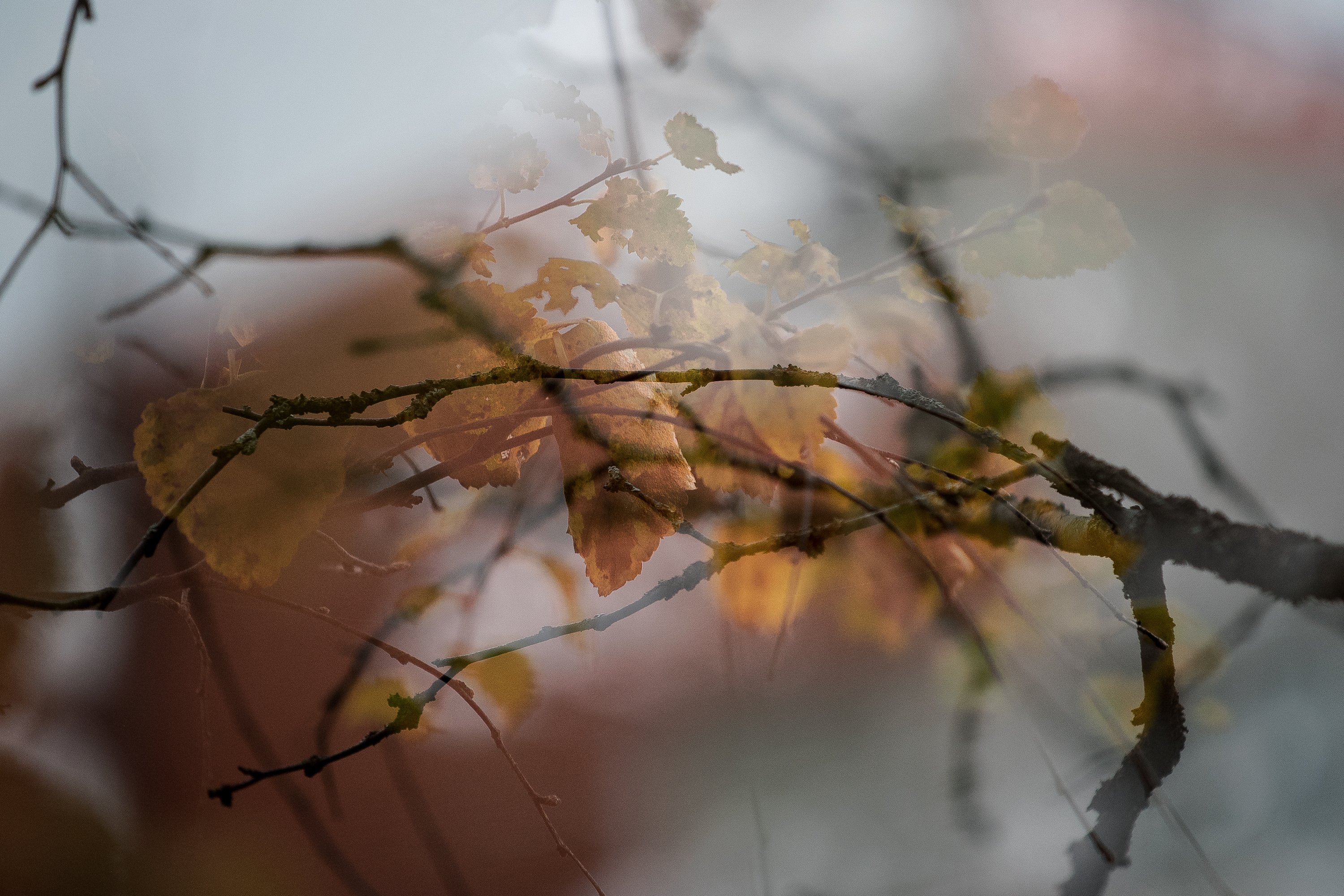Karhuntiellä keskiviikkoaamuna kello yhdeksän oli vielä sumuista ja hiljaista. Sanna Mäkelän ja monia muita syysaamun kuvia Koillissanomien netissä kuvagalleriana.