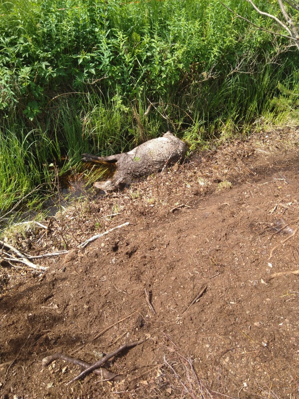 Susi oli raahannut saalistaan metsään, pois laitumelta, joka sijaitsi vain noin 70 metrin päässä asuinrakennuksesta.